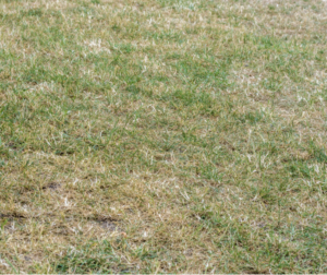 Using Compost to Enhance Your Lawn in Place of Fertilizer